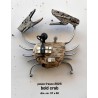bold crab