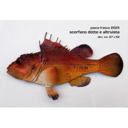 scorfano dotto e altruista