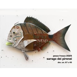 sarago dei pirenei