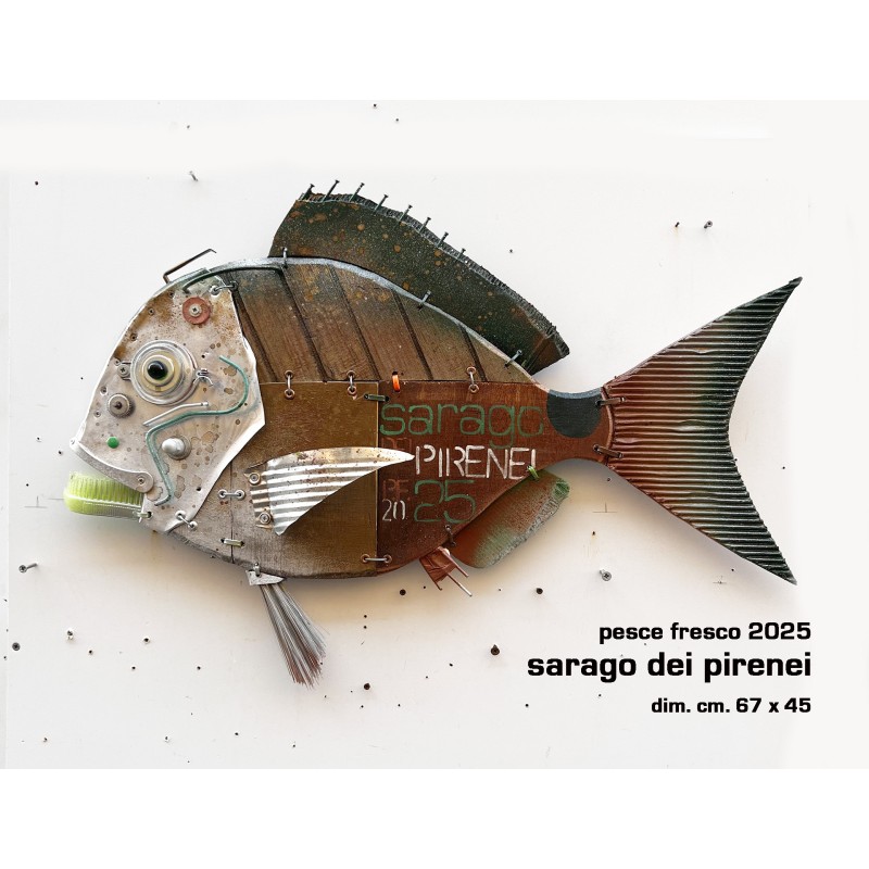 sarago dei pirenei