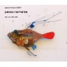 pesce narrante