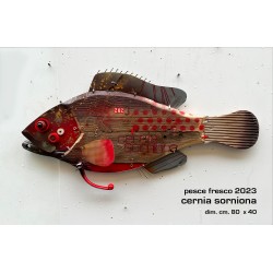 cernia sorniona